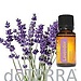 do TERRA Essential Oils - Lois Walters